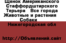 Щенок Американского Стаффордштирского Терьера - Все города Животные и растения » Собаки   . Нижегородская обл.